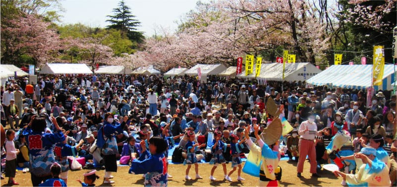 綱島公園桜祭り（2018年3月撮影）